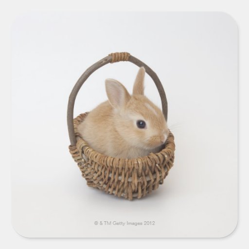 Image of A rabbit is in a basket.Netherland Dwarf. Square Sticker