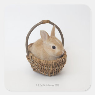 A rabbit is in a basket.Netherland Dwarf. Square Sticker