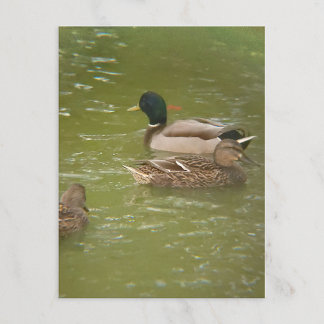A Raft of Ducks Postcard