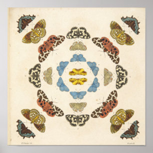 A Rare Depiction of Butterflies and Moths Poster