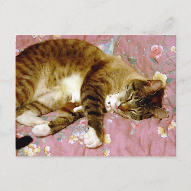 A Real Cat,A Fake Cat  Postcard (Front)