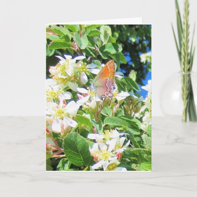 A Real Rainbow Butterfly Greeting Card (Front)