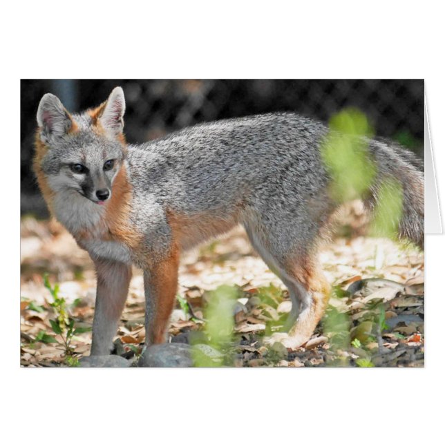 A red fox (Front Horizontal)