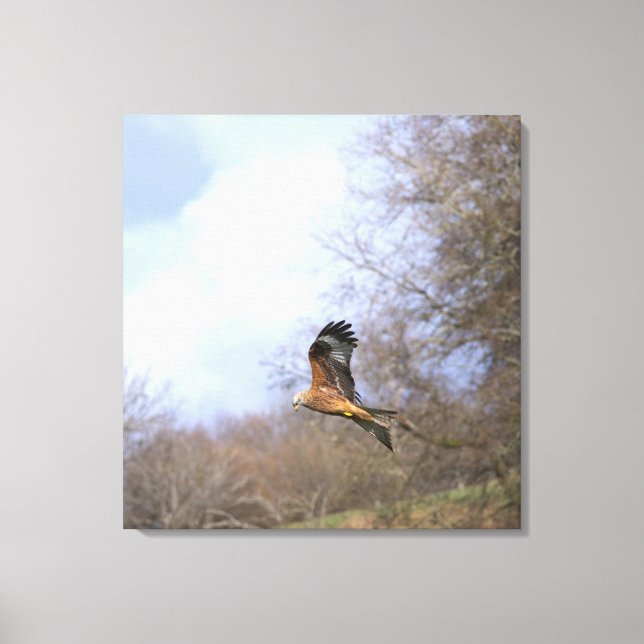 A Red Kite Stalling in Flight Canvas Print (Front)