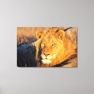 A Red Maned Lion looking at the camera. Canvas Print