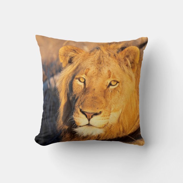 A Red Maned Lion looking at the camera. Cushion (Front)