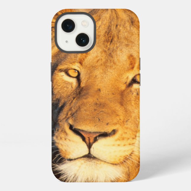 A Red Maned Lion looking at the camera. iPhone Case (Back)