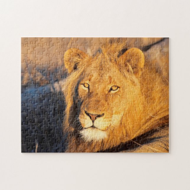 A Red Maned Lion looking at the camera. Jigsaw Puzzle (Horizontal)