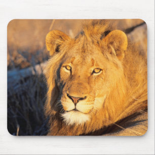 A Red Maned Lion looking at the camera. Mouse Mat