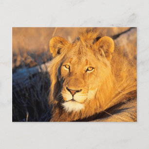 A Red Maned Lion looking at the camera. Postcard
