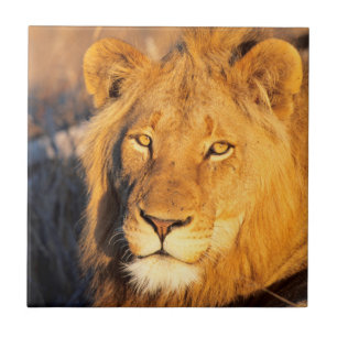 A Red Maned Lion looking at the camera. Tile
