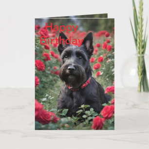 "A Red Rose for the Black Scottish Terrier" Card