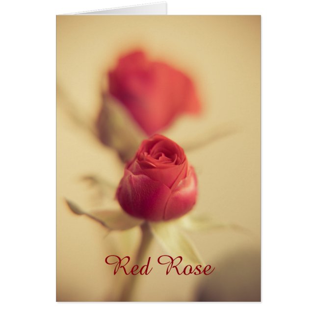 A Red Rose for your Sweetheart... (Front)