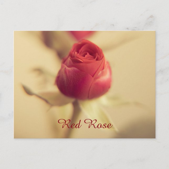 A Red Rose for your Sweetheart... Postcard (Front)