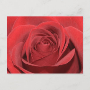 A red rose postcard