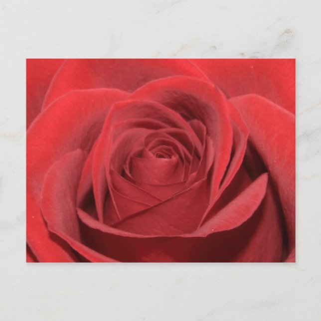 A red rose postcard (Front)