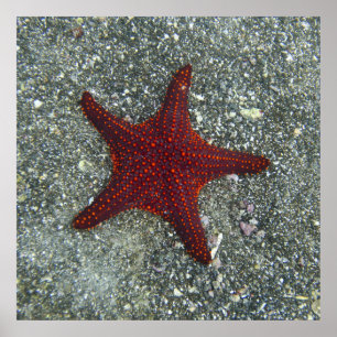 A Red Starfish   Galapagos, Equador Poster