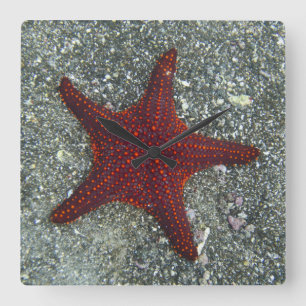 A Red Starfish Galapagos, Equador Square Wall Clock