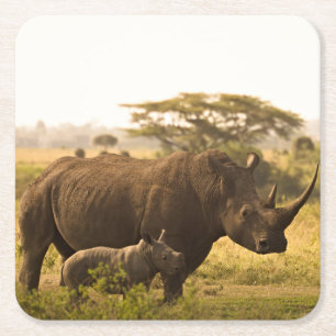 A Rhino with her baby Square Paper Coaster