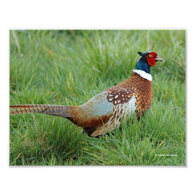 A Ring-Necked Pheasant Crosses the Road Photo Print (Front)