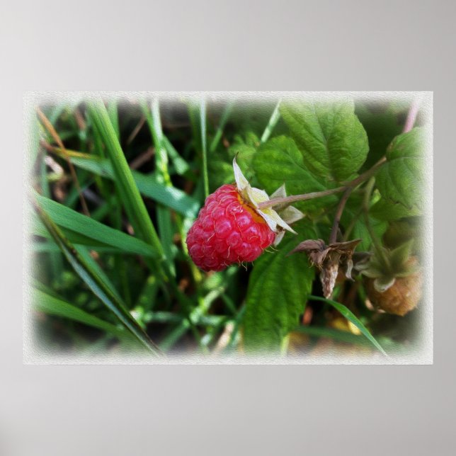 A ripe raspberry poster (Front)