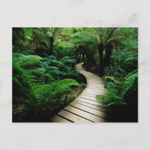 A road in the middle of the wild forest postcard