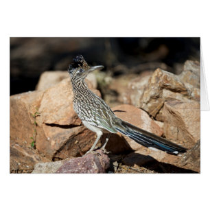 A Road runner pauses momentarily on its search