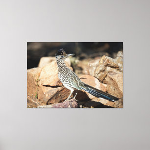 A Road runner pauses momentarily on its search Canvas Print