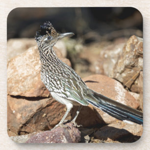 A Road runner pauses momentarily on its search Coaster