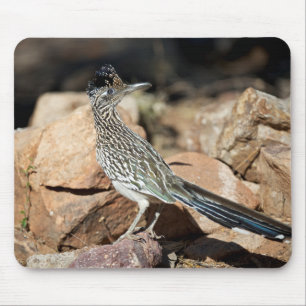 A Road runner pauses momentarily on its search Mouse Mat