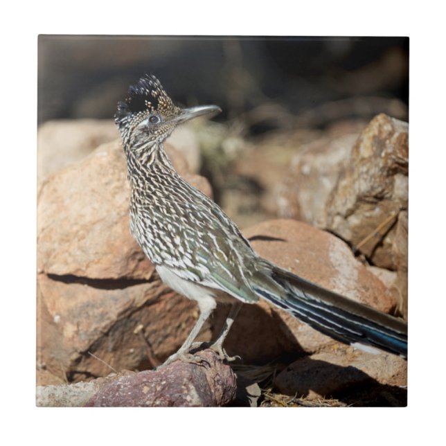 A Road runner pauses momentarily on its search Tile (Front)