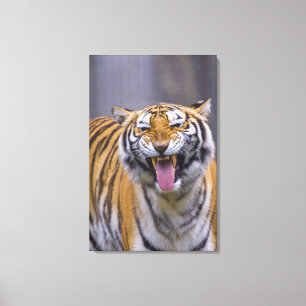 A roaring tiger, Taiwan, Taipei, Taipei Zoo Canvas Print