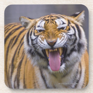 A roaring tiger, Taiwan, Taipei, Taipei Zoo Coaster