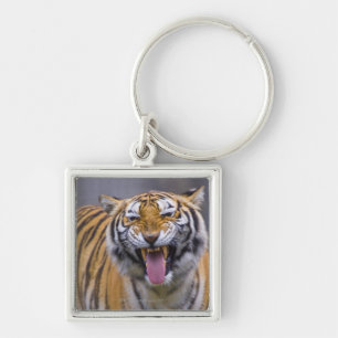 A roaring tiger, Taiwan, Taipei, Taipei Zoo Key Ring