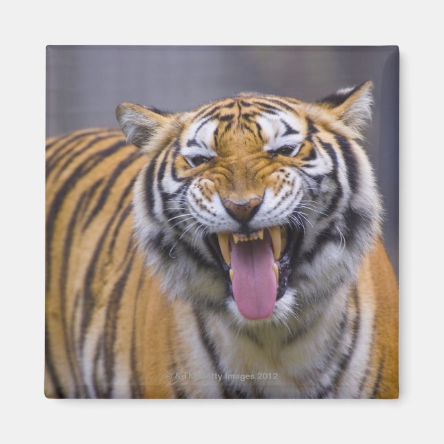 A roaring tiger, Taiwan, Taipei, Taipei Zoo Magnet (Front)