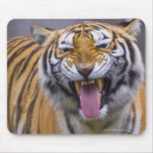 A roaring tiger, Taiwan, Taipei, Taipei Zoo Mouse Mat