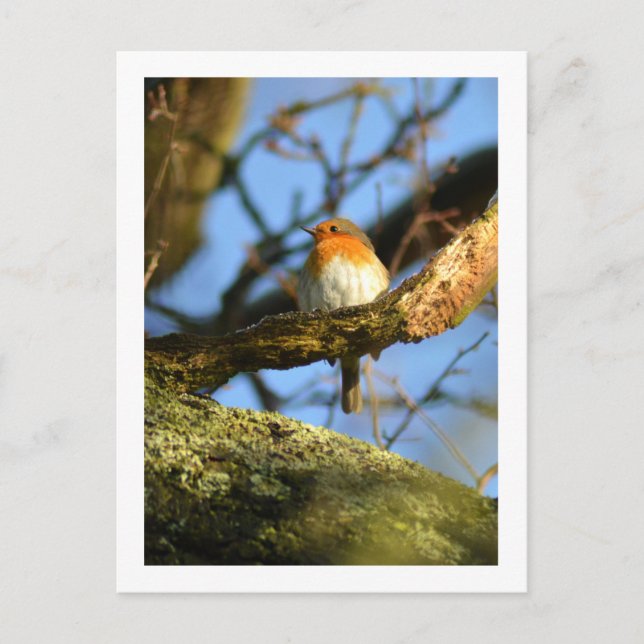A Robin in the old Oak Tree Postcard (Front)