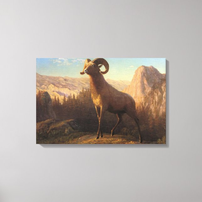 A Rocky Mountain Sheep, Bierstadt Albert Canvas Print (Front)