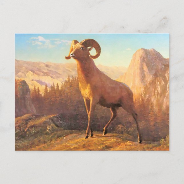 A Rocky Mountain Sheep by A. Bierstadt Postcard (Front)