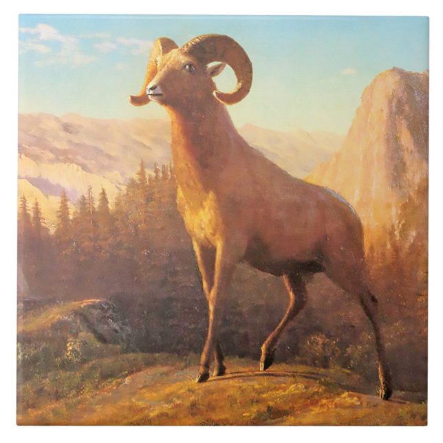 A Rocky Mountain Sheep by A. Bierstadt Tile (Front)