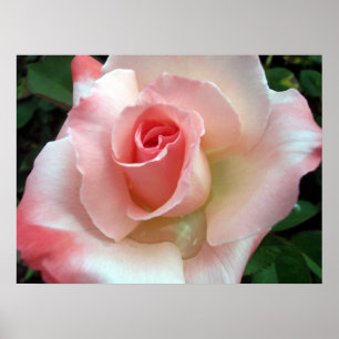 A rose by any other name.. poster