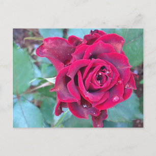 A Rose in Kenya Postcard