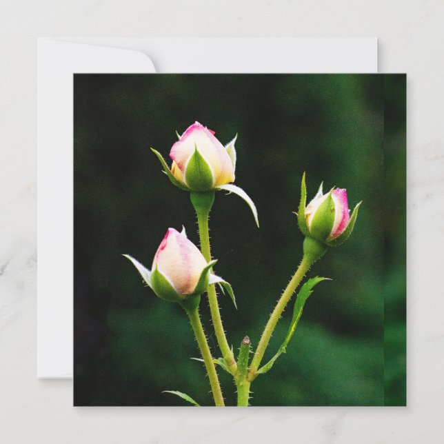 A rosebud flower (Front)