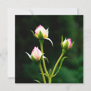 A rosebud flower