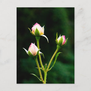 A rosebud flower postcard