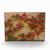 a roses climb on a brick wall on  Photo Block