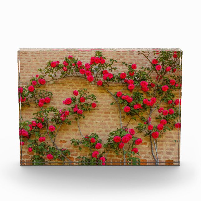 a roses climb on a brick wall on  Photo Block (Front)