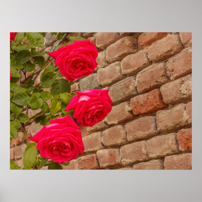 a roses climb on a brick wall poster (Front)