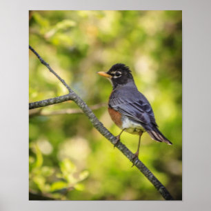 A Round Robin on a Branch Poster