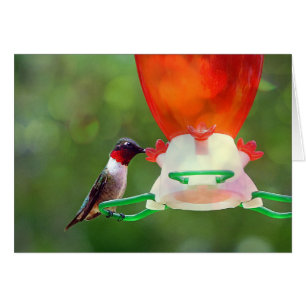 A Ruby Throated Hummingbird